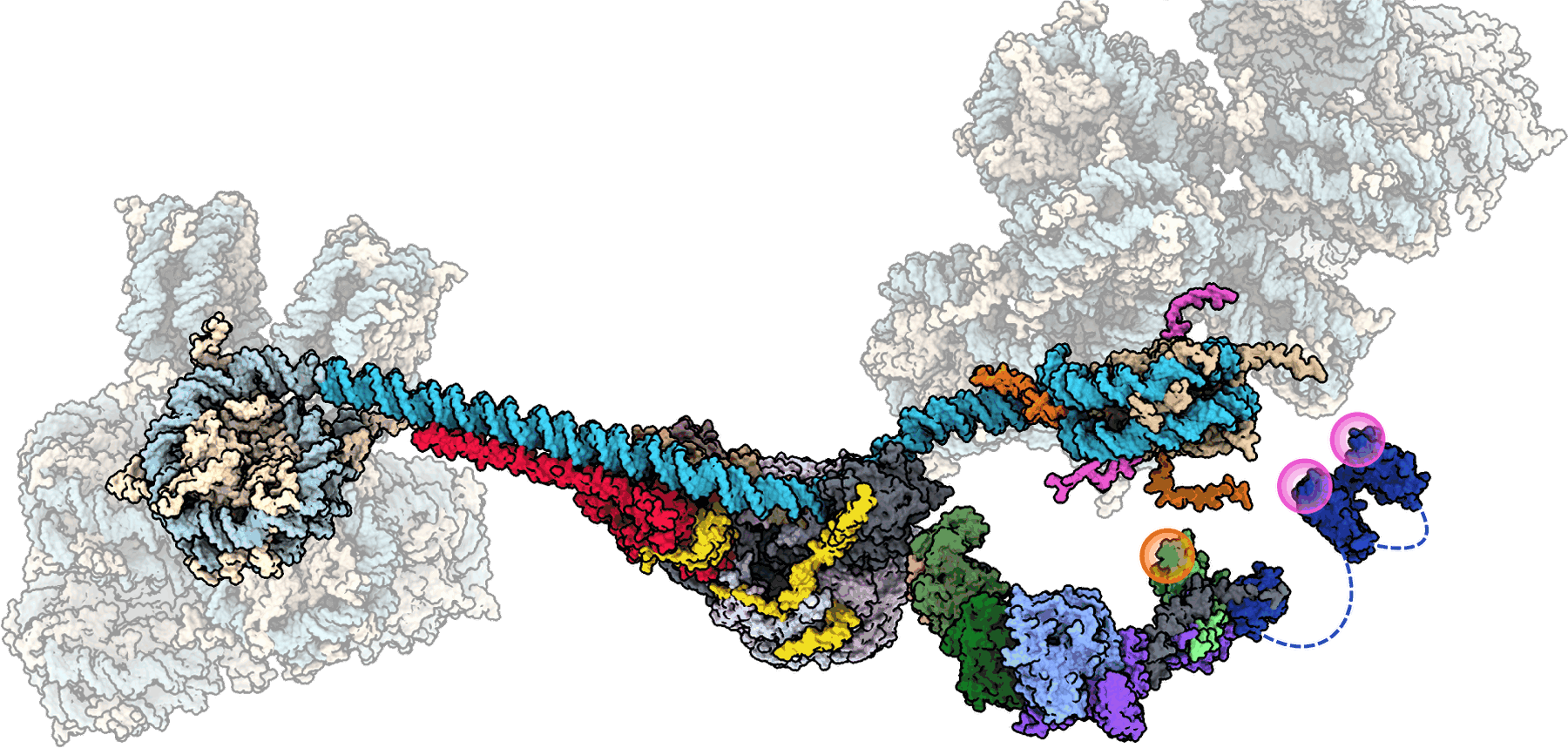 Structural model of the SWR1 chromatin remodeler engaging a nucleosome,
                  with linker DNA extending to a neighbouring nucleosome and subunits
                  coloured individually
